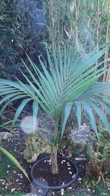 kentia forsteriana