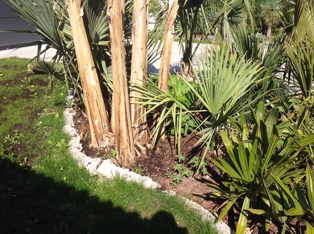 sabal minor 2015.jpg