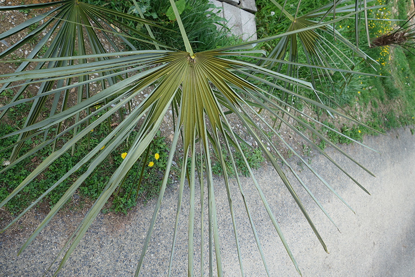 palme.jpg