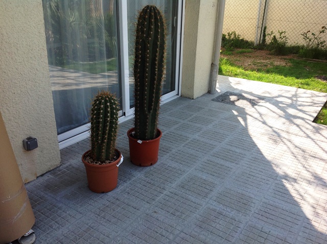 tricho2.jpg