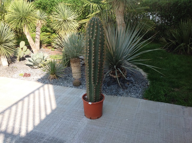 tricho1.jpg
