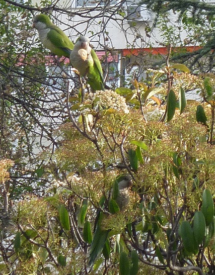 Je ne connais pas ces volatiles, mais il y en a un peu partout, ils nichent haut dans les arbres avec des nids assez imposants...mieux que des pigeons