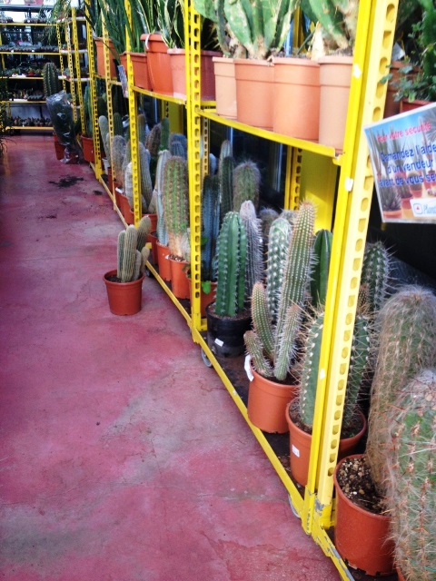tricho3.jpg