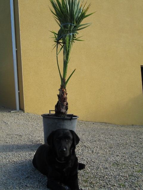 jardin avril 2015 002 (480x640).jpg