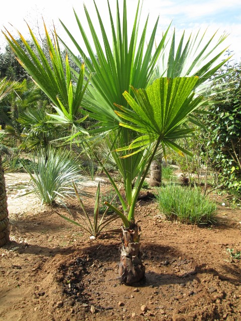 jardin avril 2015 003 (480x640).jpg