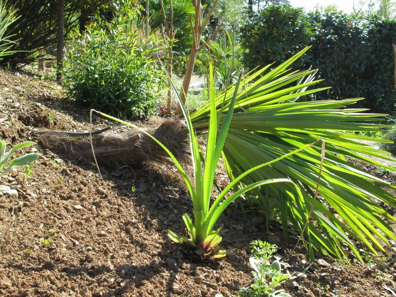 jardin avril 2015 019 (800x600).jpg
