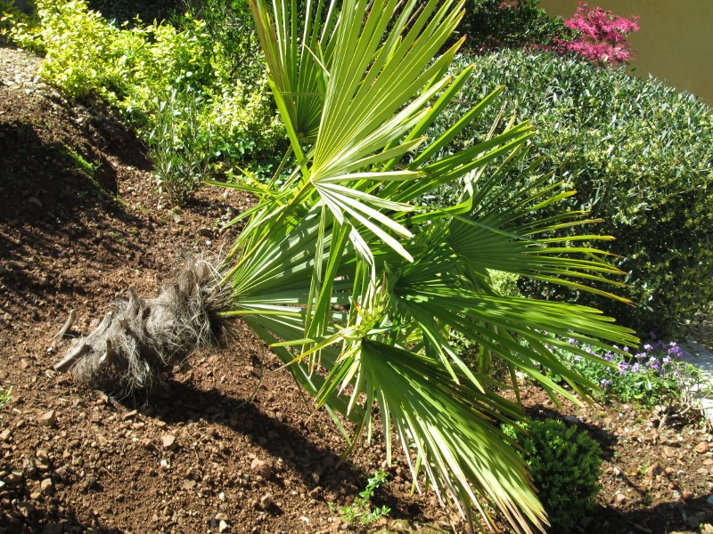 jardin avril 2015 013 (800x600).jpg