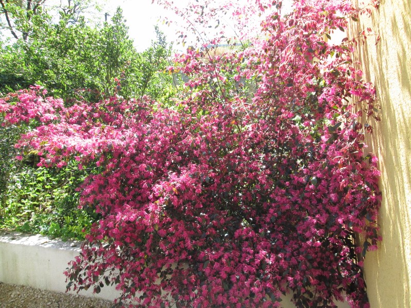 jardin avril 2015 047 (800x600).jpg