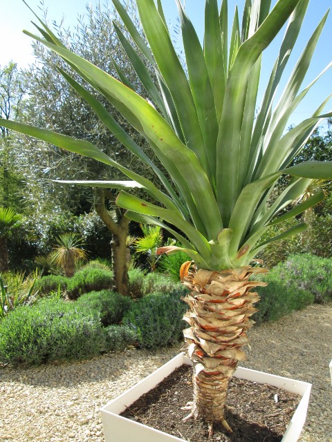 jardin avril 2015 018 (480x640).jpg