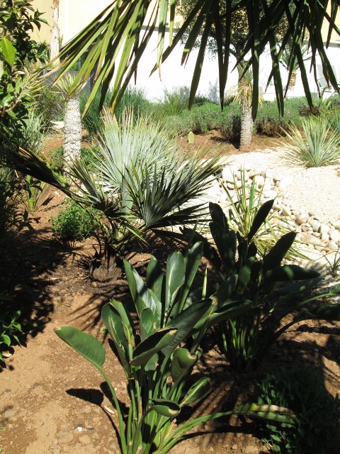 jardin avril 2015 024 (480x640).jpg