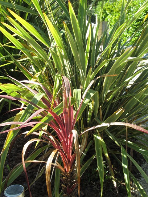jardin avril 2015 037 (480x640).jpg