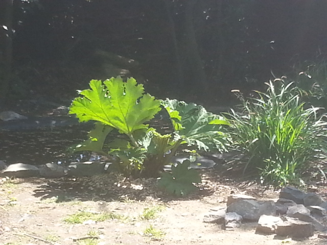 gunnera tinctoria deja de belle taille pour une fin avril