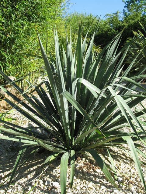 jardin avril 2015 039 (480x640).jpg