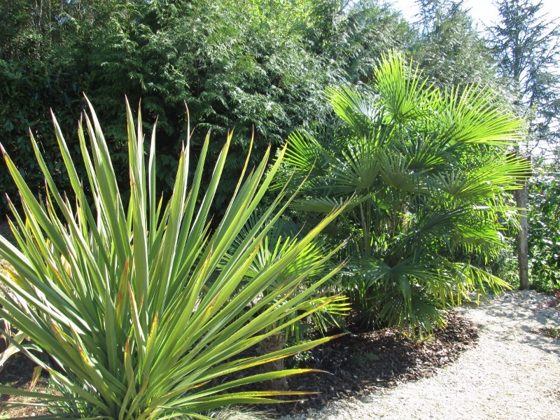 jardin avril 2015 031 (800x600).jpg