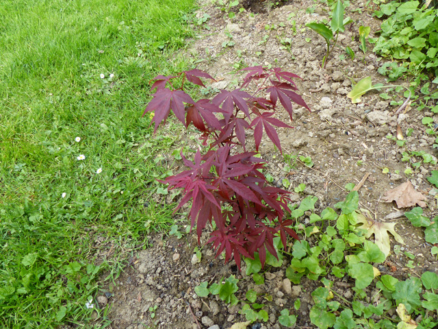 P1030165fh.jpg