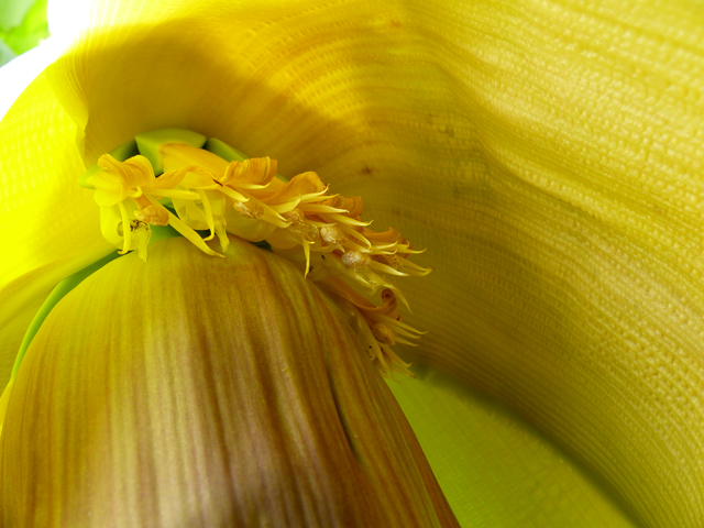 P1030147fh.jpg