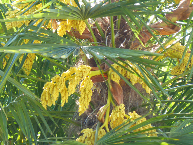P1030288fh.jpg