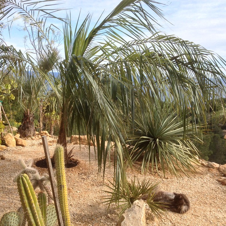 JARDIN DU MONDE Para anda.JPG