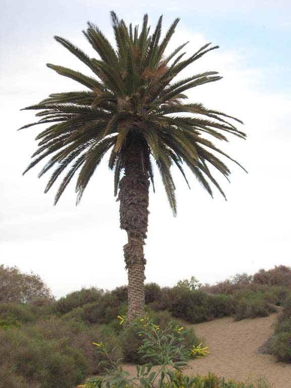 dunes de maspalomas, sud de l'ile de Gran Canaria, population éparse de vieux Ph. canariensis, dont un Ã  dattes rouges (ici au printemps)