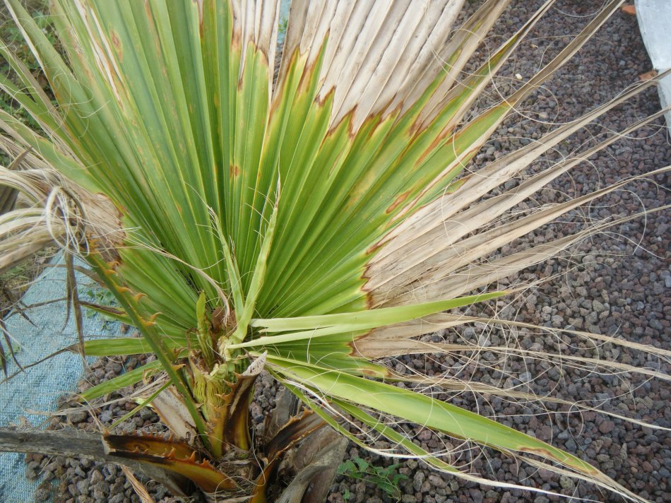DSCF2239.JPG