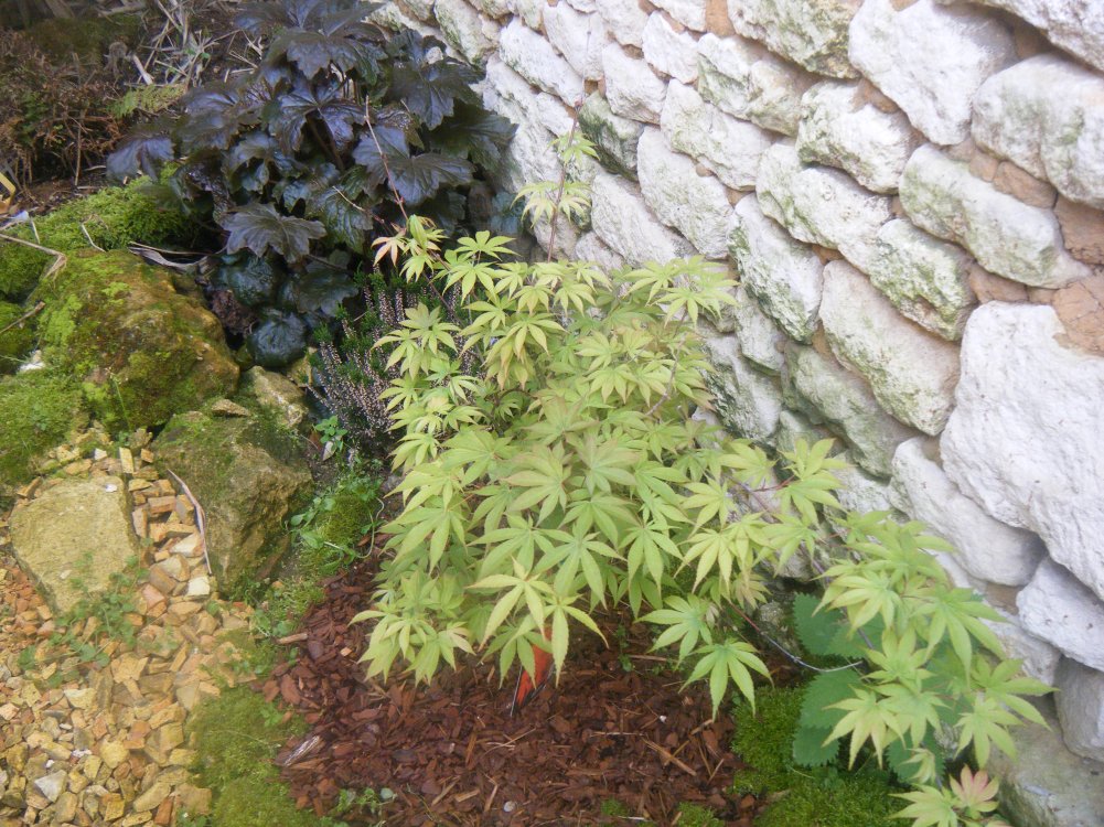 7 mai 2015 (2).JPG