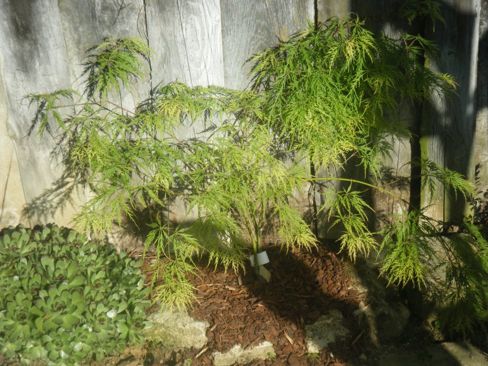 Viridis