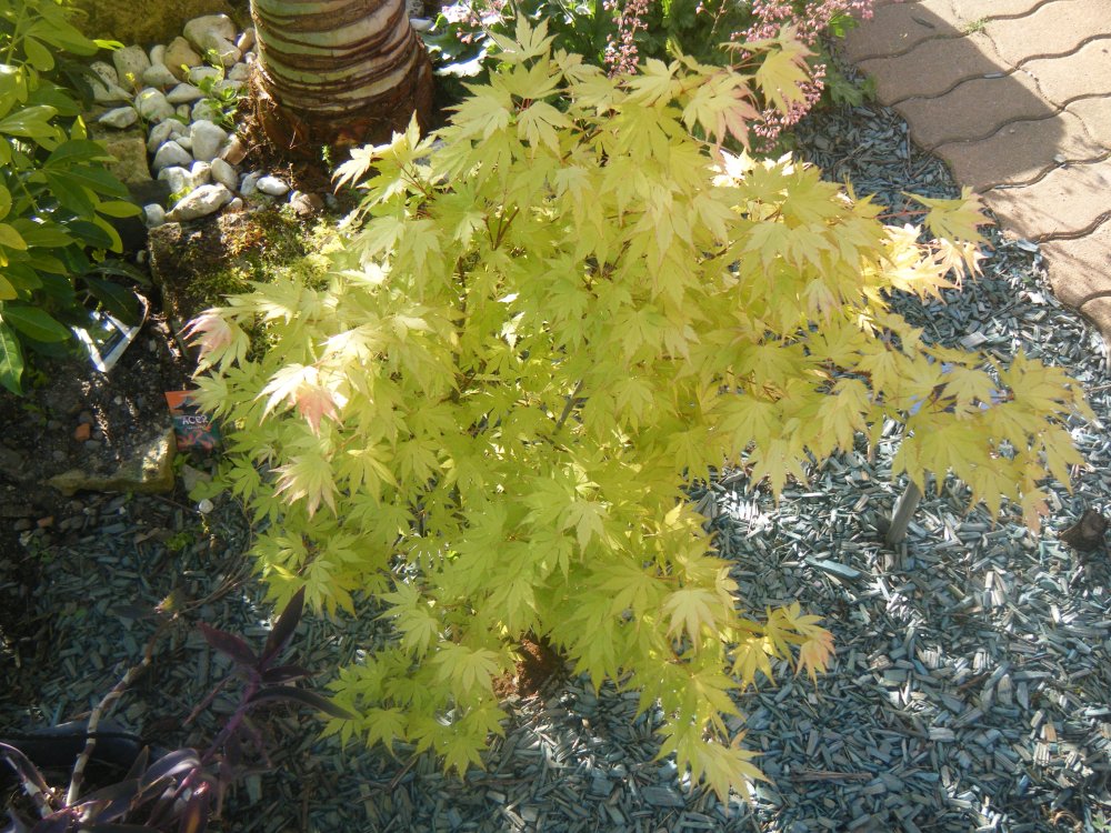 Katsura