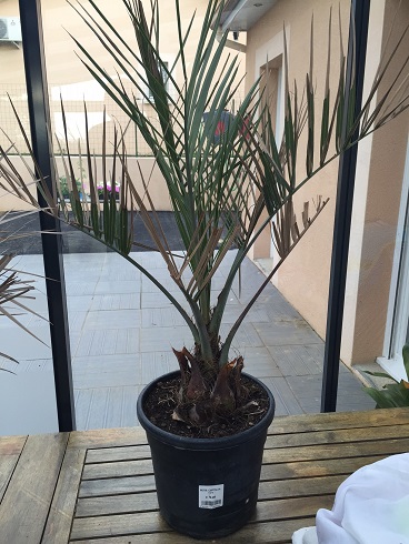 butia capitata