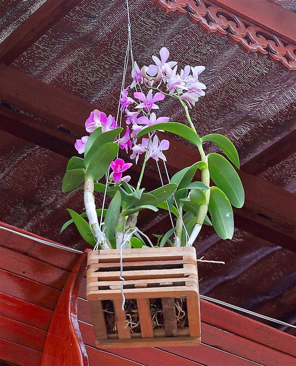 Orchidee 2013-04-24.jpg