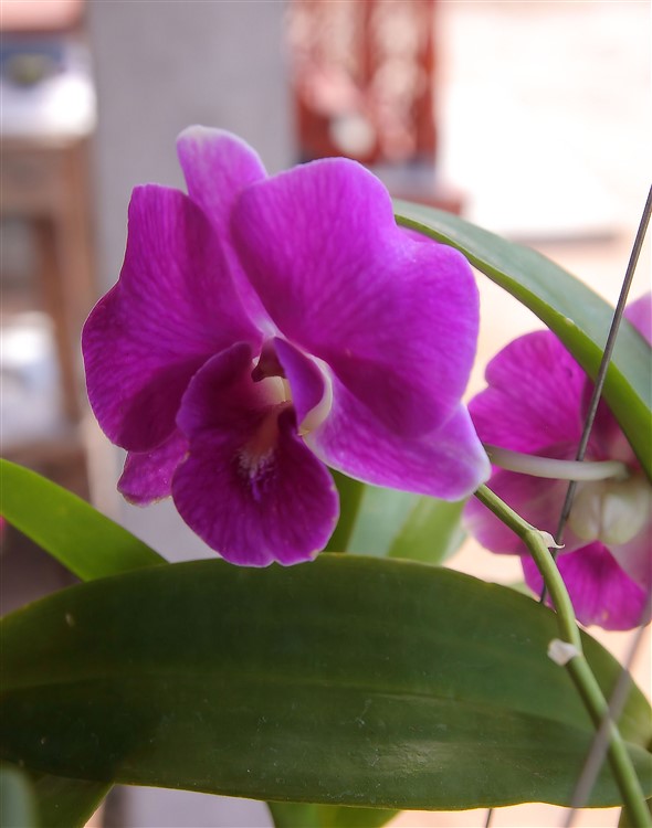 Orchidee 2013-05-15.jpg