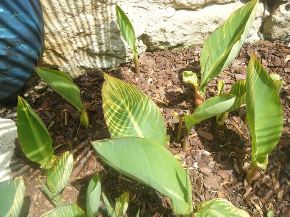 Cannas orange