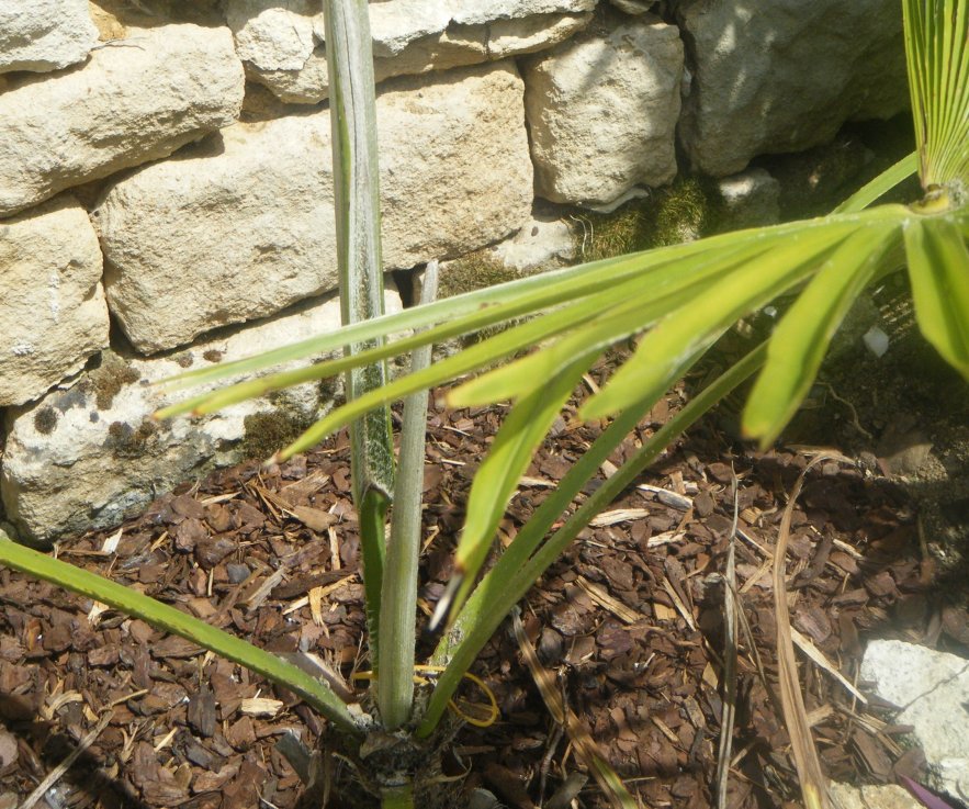 trachycarpus martianus
