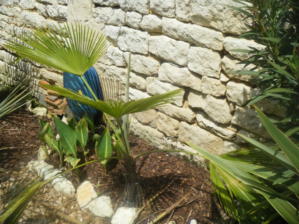 Martianus