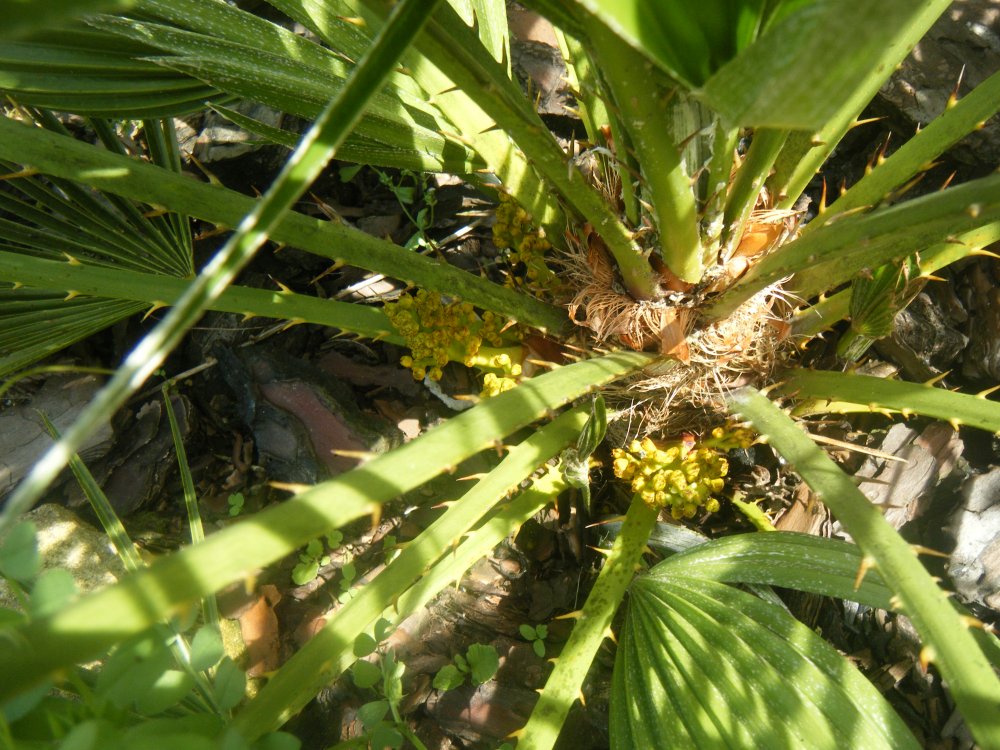 Humilis