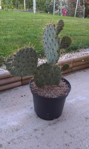 opuntia rastrera.jpg