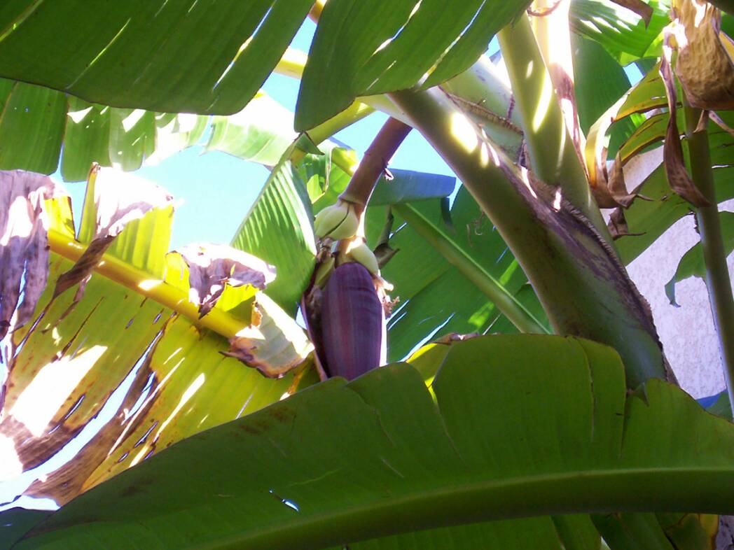 Déjà de petites bananes.