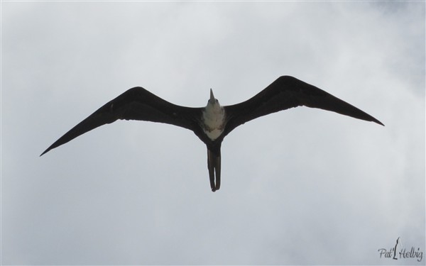 Frégates sur le bord de mer à Ste Luce surveillent le retour des pêcheurs 2.jpg