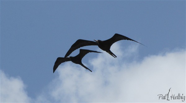Frégates sur le bord de mer à Ste Luce surveillent le retour de pêcheurs! 1.jpg