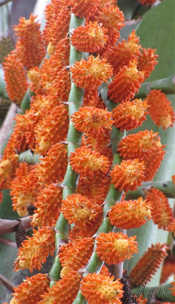 Le Mauritia flexuosa en fleurs 4.jpg