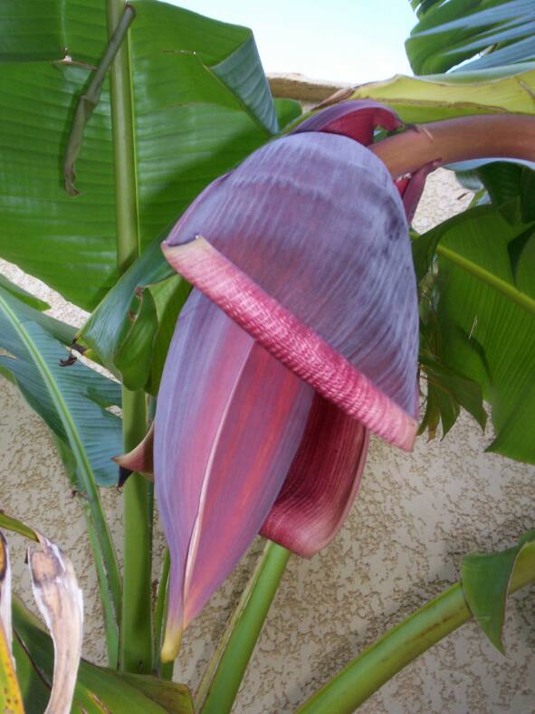 Une belle fleur bordeau.