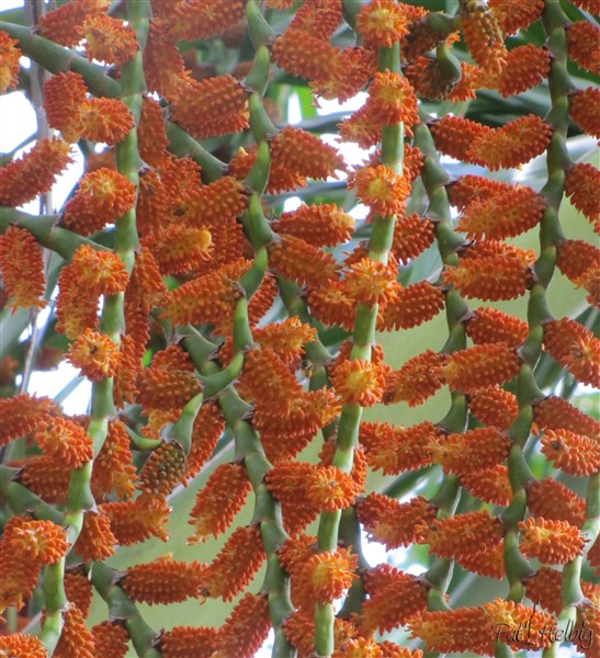 Le Mauritia flexuosa en fleurs 3.jpg
