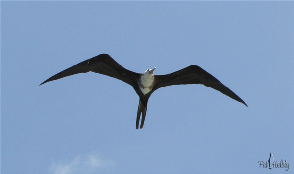 Frégates sur le bord de mer à Ste Luce surveillent le retour des pêcheurs 3.jpg