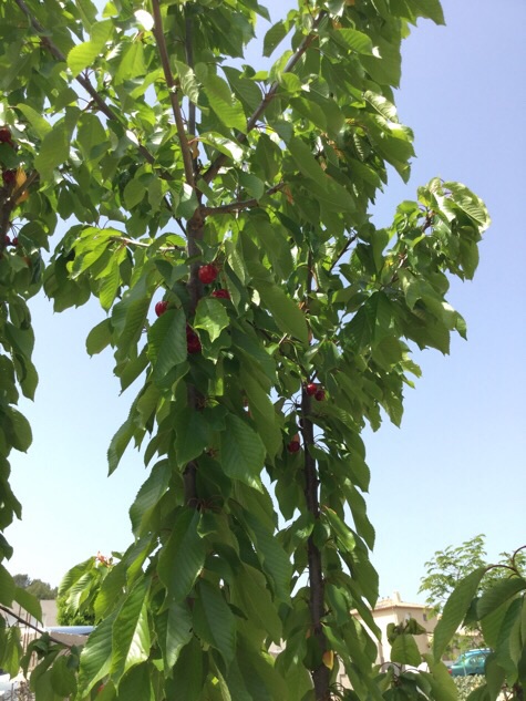 Premières cerises dégustées le week-end dernier