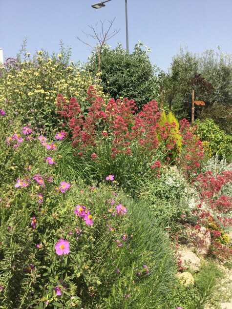 Cistes, phlomix, valeriane... La lavande va bientôt suivre...