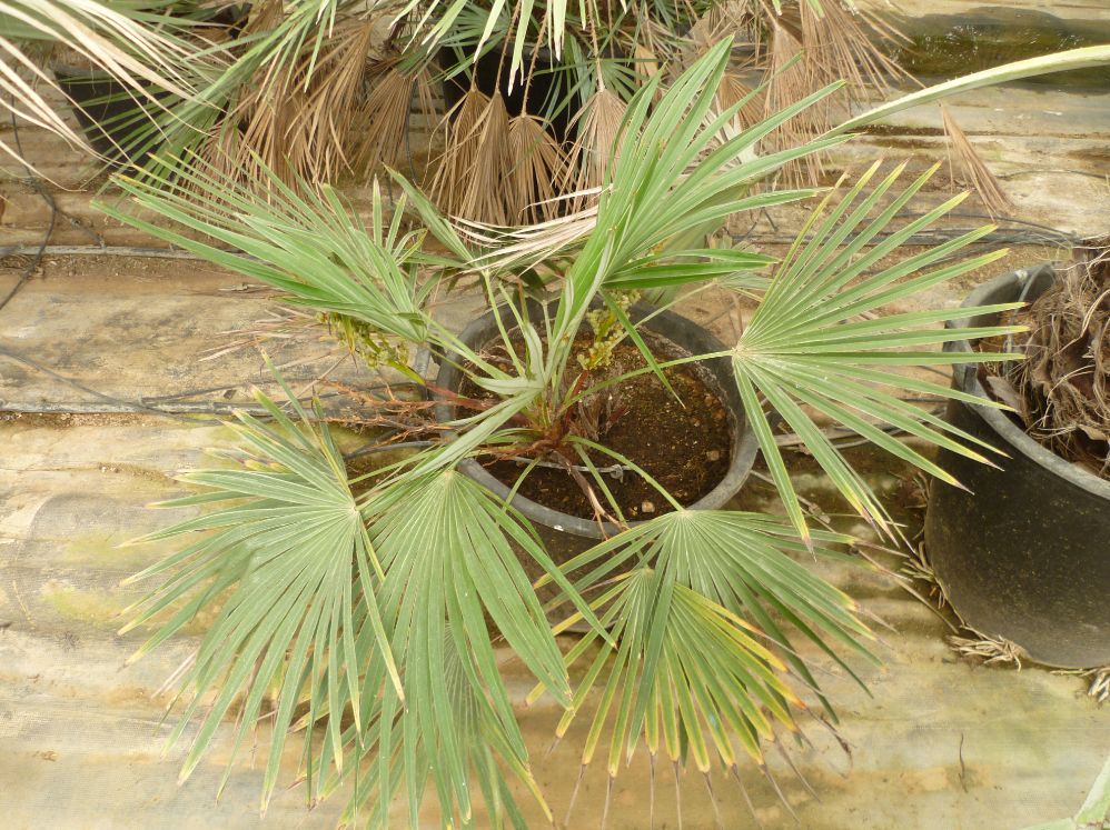 trachycarpus nanus 2010.jpg
