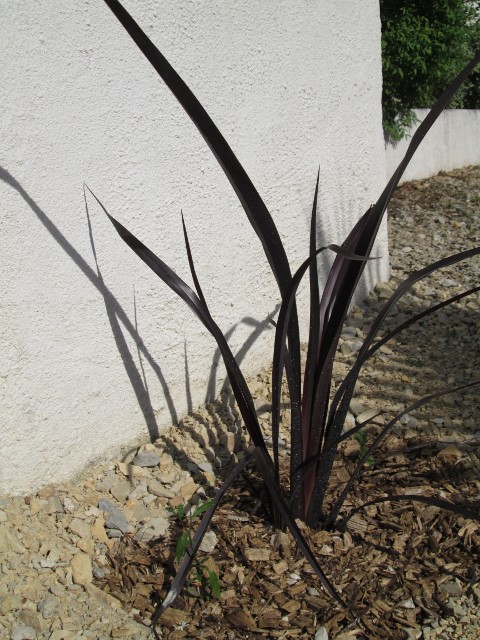 JARDIN MAI 2015 012 (480x640).jpg