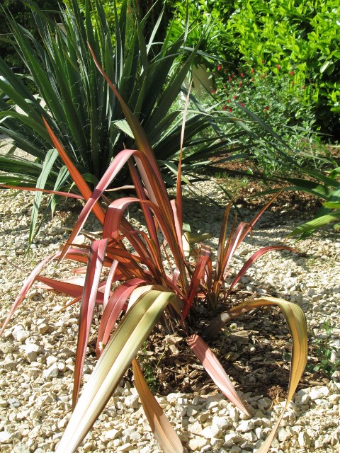 JARDIN MAI 2015 014 (480x640).jpg