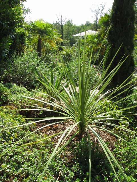 JARDIN MAI 2015 011 (480x640).jpg
