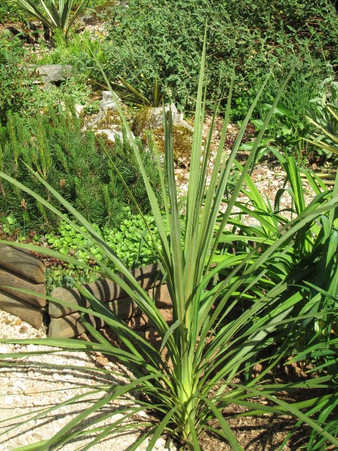 JARDIN MAI 2015 010 (480x640).jpg
