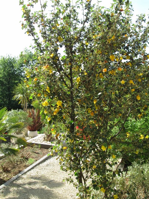JARDIN MAI 2015 016 (480x640).jpg